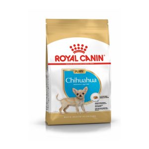 Chihuahua Puppy