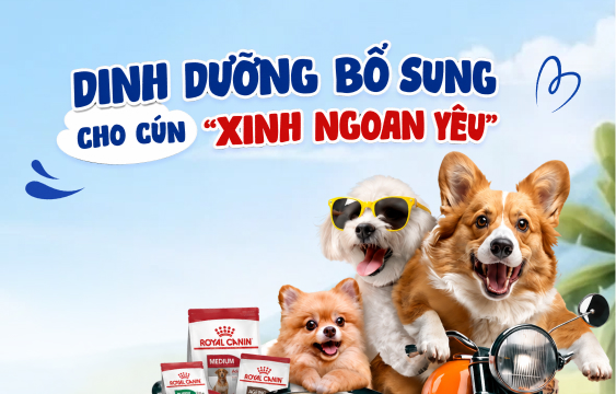 Top 10 Loài Chó Thông Minh Nhất Thế Giới